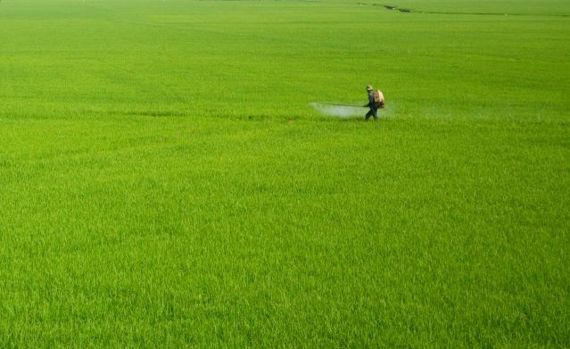  ĐBSCL: Thời điểm thuận lợi để tăng diện tích lúa thu đông lên 800.000 ha (5/6/2020)